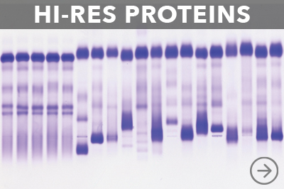 Hi-Res Proteins